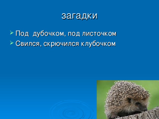 загадки Под дубочком, под листочком Свился, скрючился клубочком 