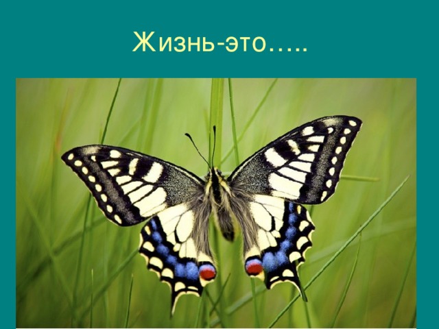Жизнь-это….. 