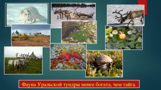 Фауна Уральской тундры менее богата, чем тайга . 