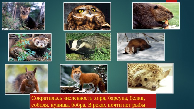 Сократилась численность хоря, барсука, белки, соболя, куницы, бобра. В реках почти нет рыбы . 