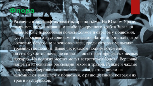 Флора Различия в ландшафтах заметны при подъёме. На Южном Урале, например, путь к вершинам наиболее крупного хребта Зигальга начинается с пересечения полосы холмов и оврагов у подножия, густо заросшего кустарниками и травами. Затем дорога идёт через сосновые, берёзовые и осиновые леса, среди которых мелькают травянистые поляны. Выше частоколом поднимаются ели и пихты. Сухостоя почти не видно — он сгорает при частых лесных пожарах. На пологих местах могут встретиться болота. Вершины покрыты каменными россыпями, мхом и травой. Редкие и чахлые ели, кривые берёзки, которые здесь попадаются, ничем не напоминают ландшафт y подножия, c разноцветными коврами из трав и кустарников. 