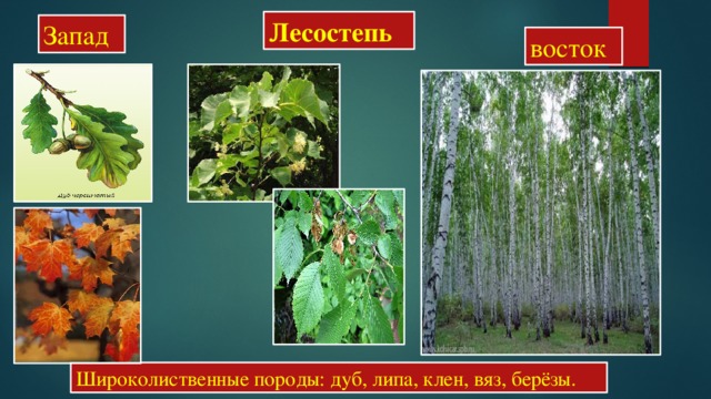 Лесостепь Запад  восток Широколиственные породы: дуб, липа, клен, вяз, берёзы. 