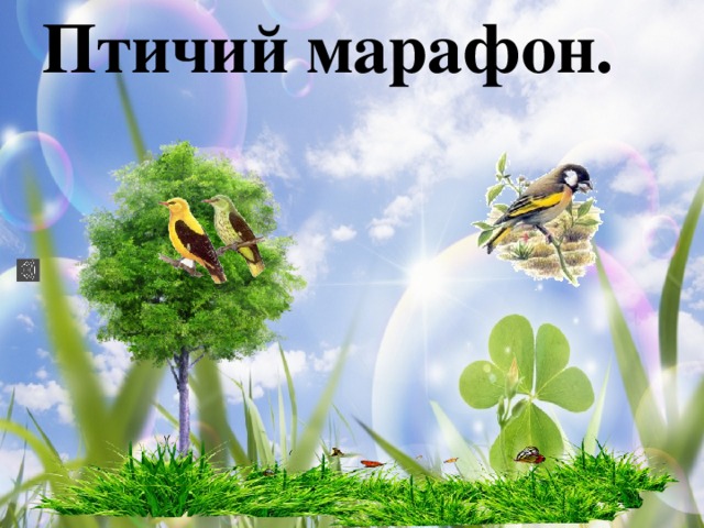 Птичий марафон.