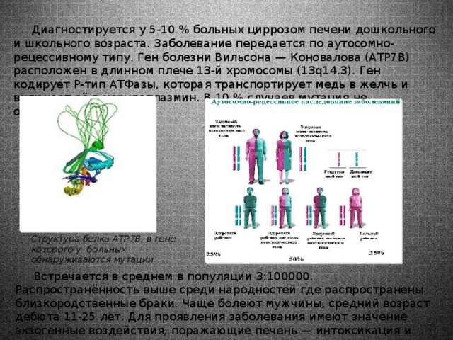  Диагностируется у 5-10 % больных циррозом печени дошкольного и школьного возраста. Заболевание передается по аутосомно-рецессивному типу. Ген болезни Вильсона — Коновалова (ATP7B) расположен в длинном плече 13-й хромосомы (13q14.3). Ген кодирует P-тип АТФазы, которая транспортирует медь в желчь и включает её в церулоплазмин. В 10 % случаев мутация не обнаруживается. Структура белка ATP7B, в гене которого у больных обнаруживаются мутации   Встречается в среднем в популяции 3:100000. Распространённость выше среди народностей где распространены близкородственные браки. Чаще болеют мужчины, средний возраст дебюта 11-25 лет. Для проявления заболевания имеют значение экзогенные воздействия, поражающие печень — интоксикация и инфекция. 