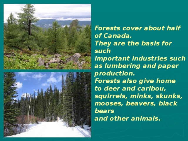 Forests cover about half of Canada. They are the basis for such important industries such as lumbering and paper production. Forests also give home to deer and caribou, squirrels, minks, skunks, mooses, beavers, black bears and other animals.  
