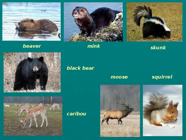 beaver mink skunk black bear moose squirrel caribou 