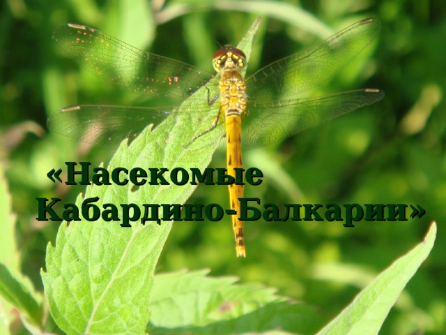 «Насекомые Кабардино-Балкарии» 
