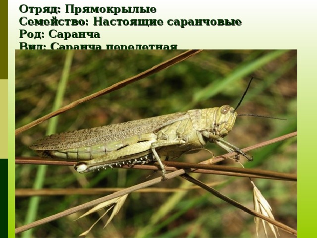 Отряд: Прямокрылые  Семейство: Настоящие саранчовые  Род: Саранча  Вид: Саранча перелетная 