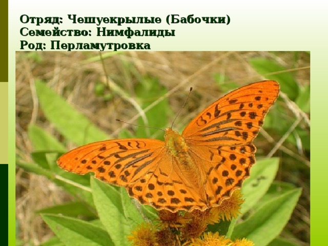 Отряд: Чешуекрылые (Бабочки)  Семейство: Нимфалиды  Род: Перламутровка  Вид: Перламутровка пандора   