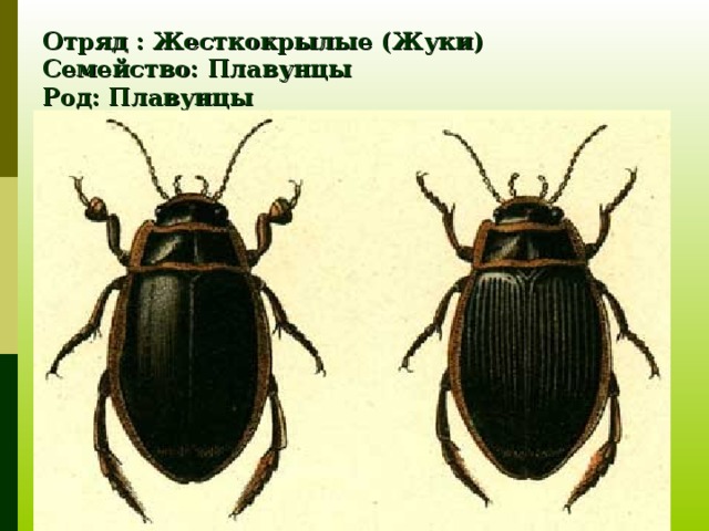 Отряд : Жесткокрылые (Жуки)  Семейство: Плавунцы  Род: Плавунцы  Вид: Плавунец персидский   