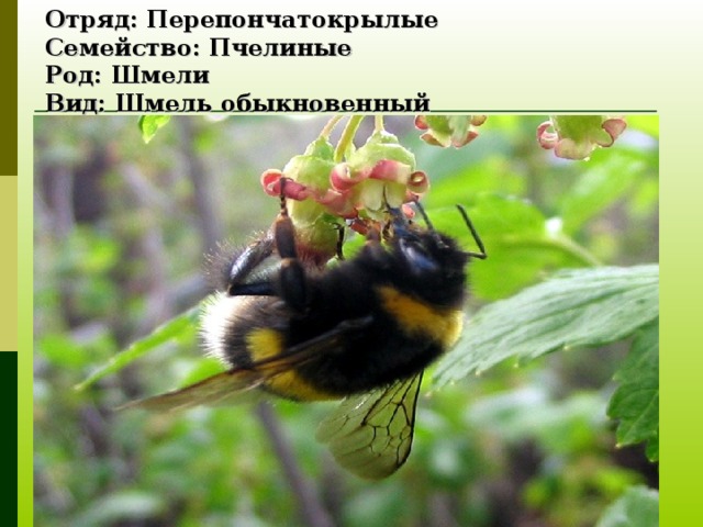Отряд: Перепончатокрылые  Семейство: Пчелиные  Род: Шмели  Вид: Шмель обыкновенный 