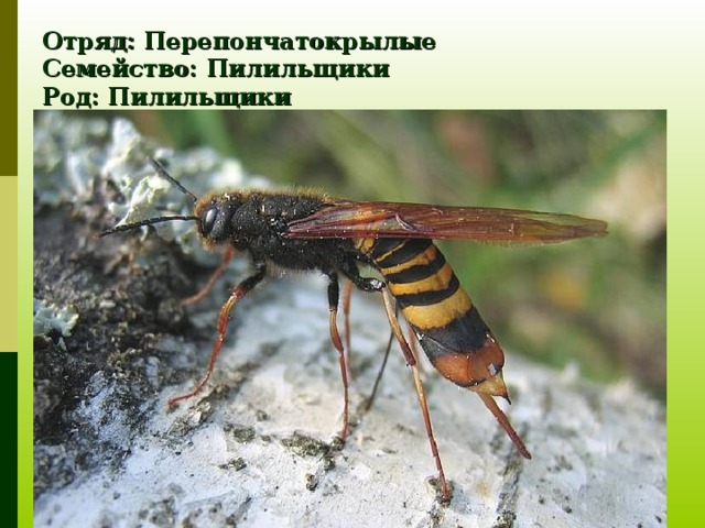 Отряд: Перепончатокрылые  Семейство: Пилильщики  Род: Пилильщики  Вид: Пилильщик - рогохвост 