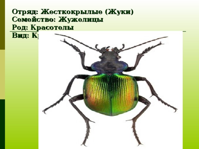 Отряд: Жесткокрылые (Жуки)  Семейство: Жужелицы  Род: Красотелы  Вид: Красотел пахучий 