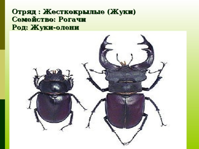 Отряд : Жесткокрылые (Жуки)  Семейство: Рогачи  Род: Жуки-олени  Вид: Жук-олень 