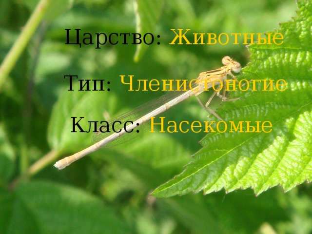 Царство: Животные Тип: Членистоногие Класс: Насекомые 