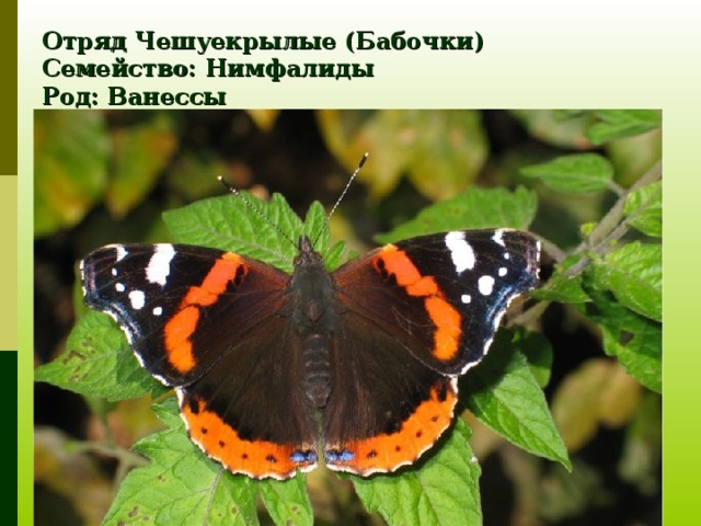 Отряд Чешуекрылые (Бабочки)  Семейство: Нимфалиды  Род: Ванессы  Вид: Адмирал 