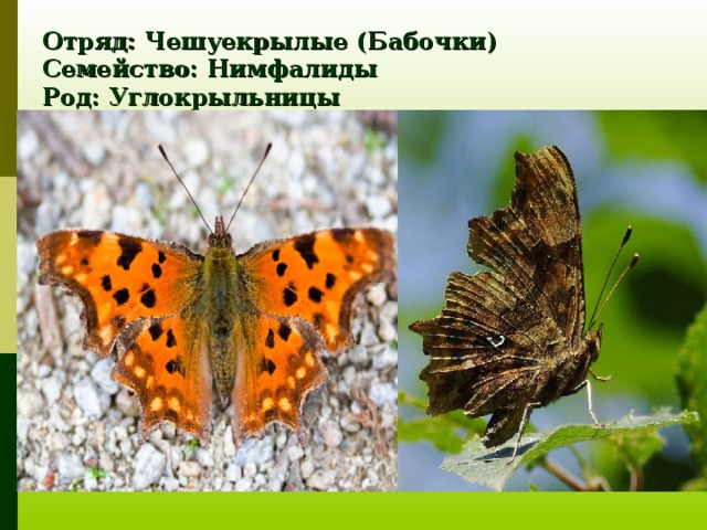 Отряд: Чешуекрылые (Бабочки)  Семейство: Нимфалиды  Род: Углокрыльницы  Вид: Углокрыльница с-белое 