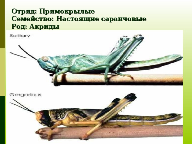 Отряд: Прямокрылые  Семейство: Настоящие саранчовые  Род: Акриды  Вид: Акрида обыкновенная 