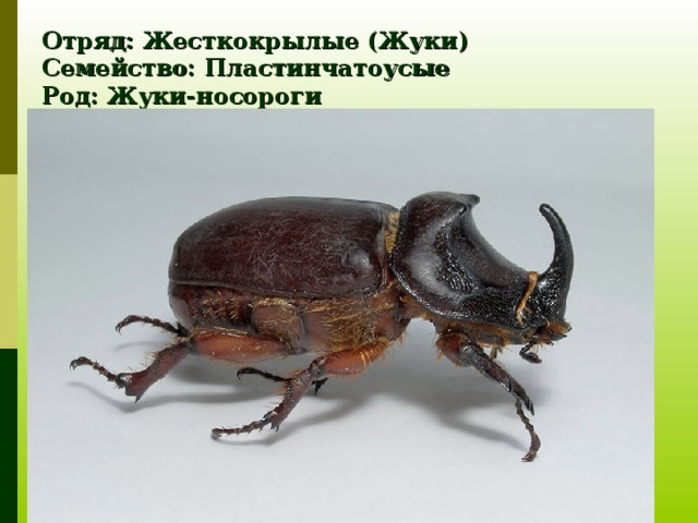 Отряд: Жесткокрылые (Жуки)  Семейство: Пластинчатоусые  Род: Жуки-носороги  Вид: Жук-носорог обыкновенный 