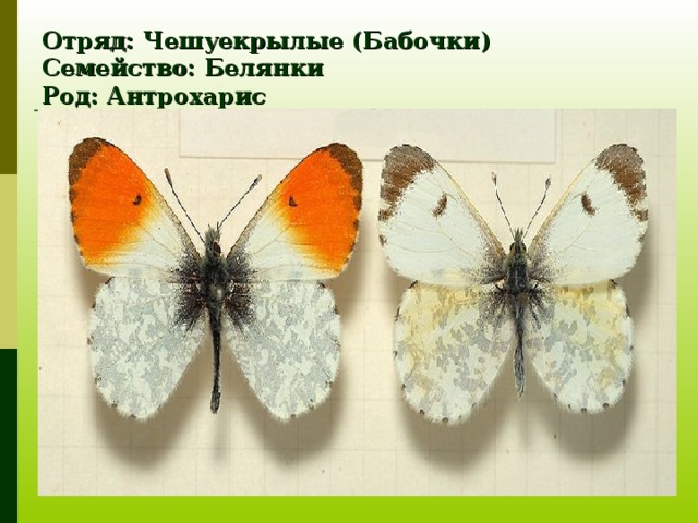Отряд: Чешуекрылые (Бабочки)  Семейство: Белянки  Род: Антрохарис  Вид: Зорька (Аврора) 