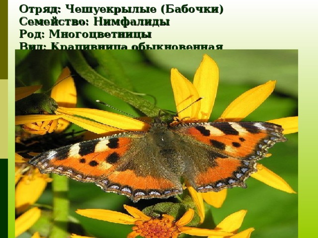 Отряд: Чешуекрылые (Бабочки)  Семейство: Нимфалиды  Род: Многоцветницы  Вид: Крапивница обыкновенная 