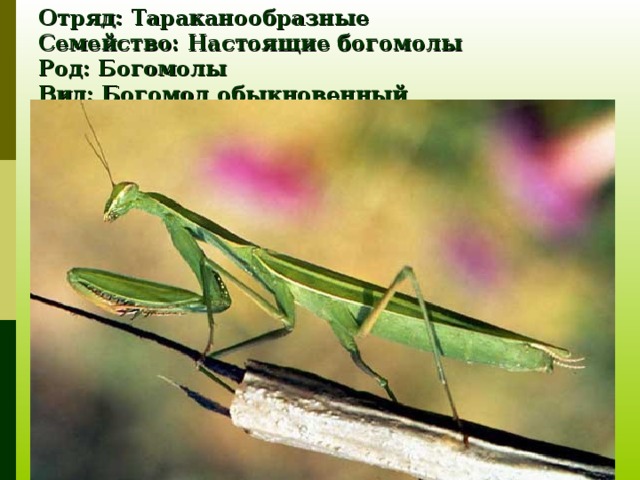 Отряд: Тараканообразные  Семейство: Настоящие богомолы  Род: Богомолы  Вид: Богомол обыкновенный 