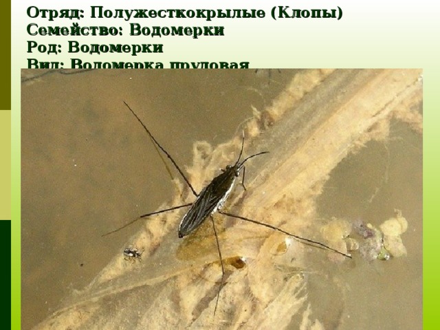 Отряд: Полужесткокрылые (Клопы)  Семейство: Водомерки  Род: Водомерки  Вид: Водомерка прудовая 
