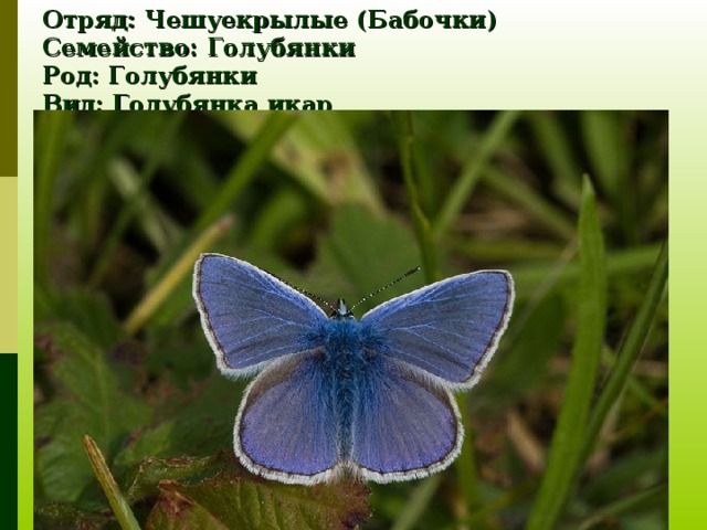 Отряд: Чешуекрылые (Бабочки)  Семейство: Голубянки  Род: Голубянки  Вид: Голубянка икар 
