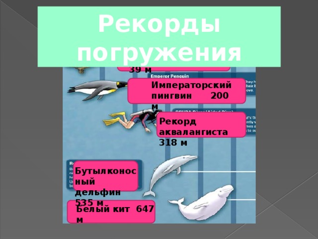 Рекорды погружения Ловцы жемчуга 39 м Императорский пингвин 200 м Рекорд аквалангиста 318 м Бутылконосный дельфин 535 м Белый кит 647 м