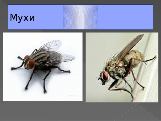 Мухи