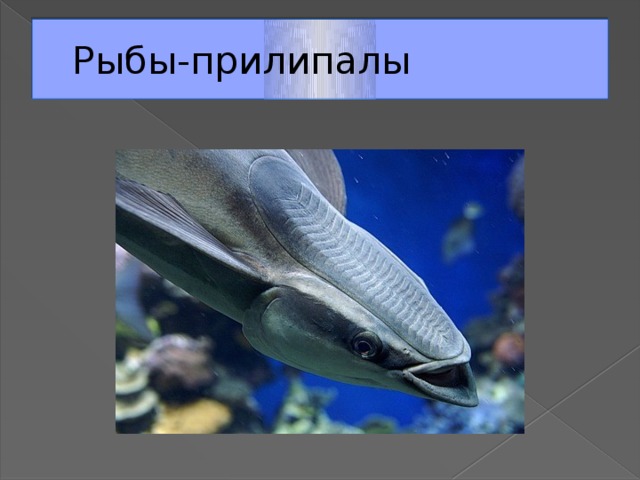 Рыбы-прилипалы