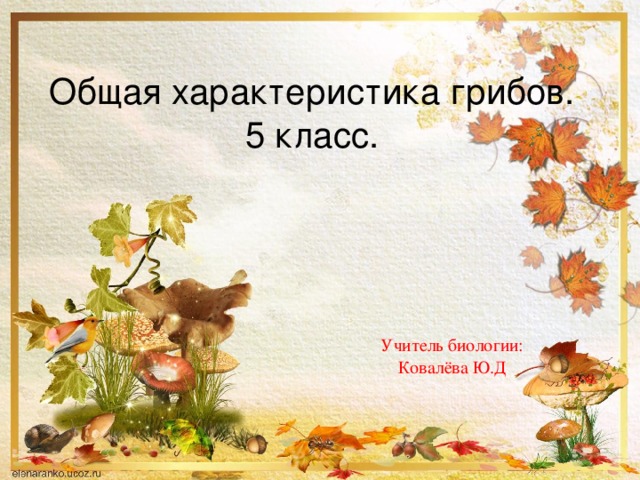 Общая характеристика грибов.  5 класс. Учитель биологии: Ковалёва Ю.Д 