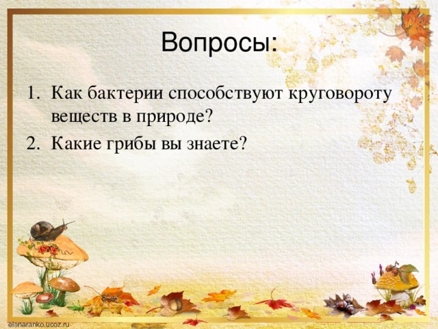 Вопросы: Как бактерии способствуют круговороту веществ в природе? Какие грибы вы знаете? 
