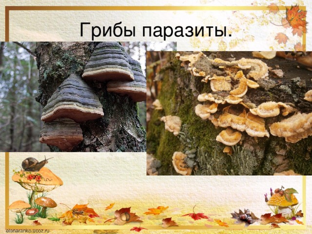 Грибы паразиты. 