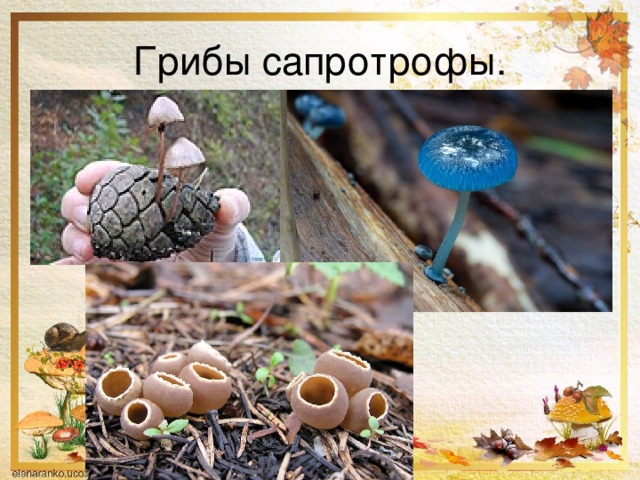 Грибы сапротрофы. 