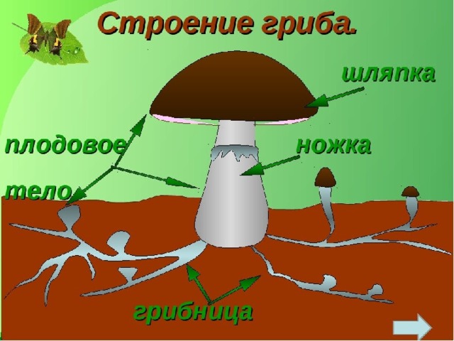 Строение грибов. 