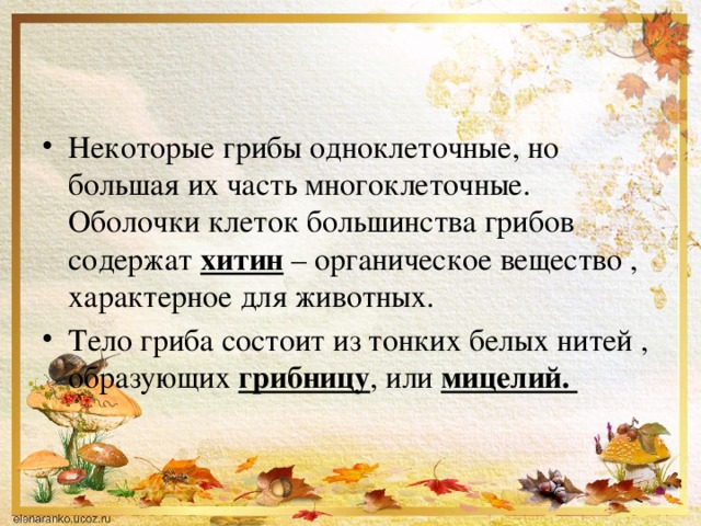 Некоторые грибы одноклеточные, но большая их часть многоклеточные. Оболочки клеток большинства грибов содержат хитин – органическое вещество , характерное для животных. Тело гриба состоит из тонких белых нитей , образующих грибницу , или мицелий. 