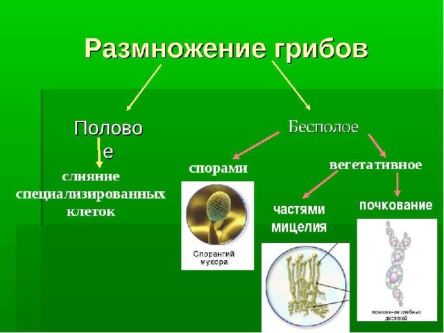 Размножение грибов. 