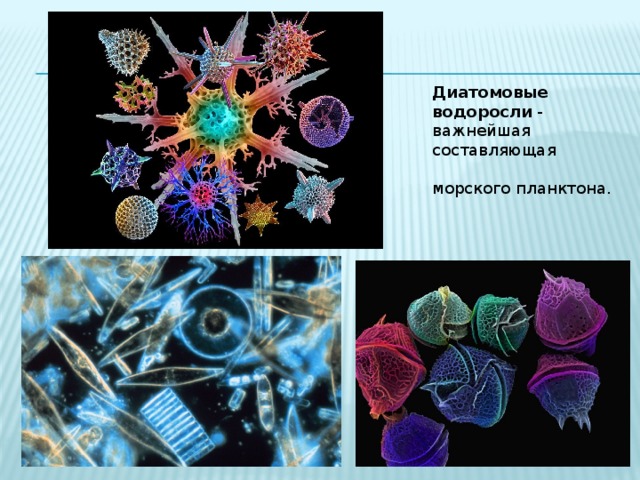            Диатомовые  водоросли - важнейшая составляющая   морского планктона.   