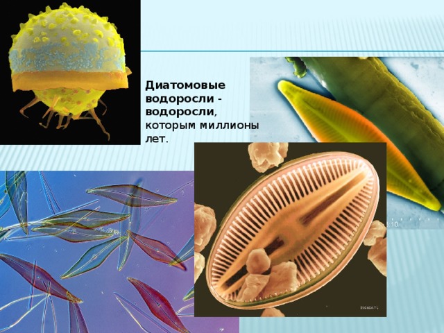 Диатомовые  водоросли - водоросли , которым миллионы лет.   