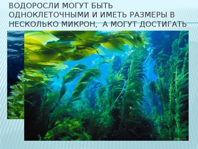 Водоросли могут быть одноклеточными и иметь размеры в несколько микрон, а могут достигать 45-60 м 