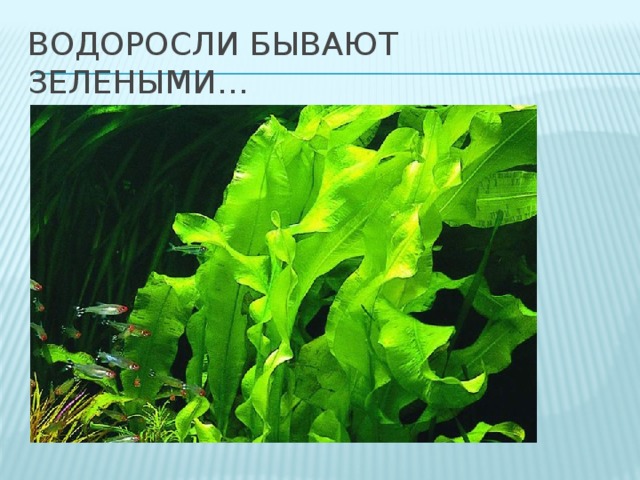 Водоросли бывают зелеными… 