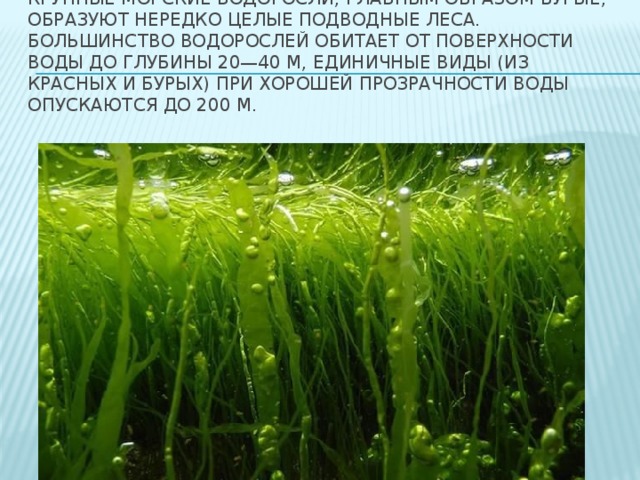 Крупные морские водоросли, главным образом бурые, образуют нередко целые подводные леса. Большинство водорослей обитает от поверхности воды до глубины 20—40 м, единичные виды (из красных и бурых) при хорошей прозрачности воды опускаются до 200 м.   