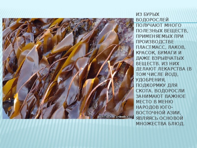 Из бурых водорослей получают много полезных веществ, применяемых при производстве пластмасс, лаков, красок, бумаги и даже взрывчатых веществ. Из них делают лекарства (в том числе йод), удобрения, подкормку для скота. Водоросли занимают важное место в меню народов Юго-Восточной Азии, являясь основой множества блюд.   