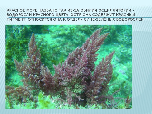 Красное море названо так из-за обилия осциллятории – водоросли красного цвета. Хотя она содержит красный пигмент, относится она к отделу сине-зелёных водорослей. 