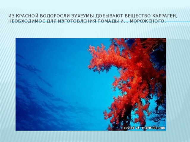 Из красной водоросли эухеумы добывают вещество карраген, необходимое для изготовления помады и… мороженого. 