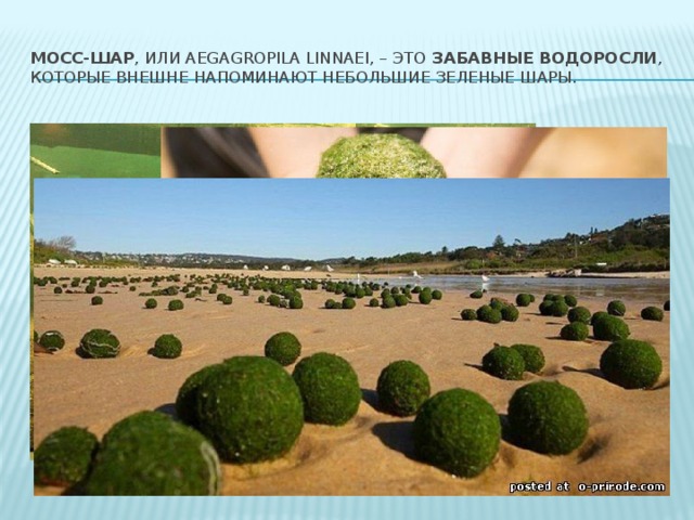 Мосс-шар , или Aegagropila linnaei, – это забавные водоросли , которые внешне напоминают небольшие зеленые шары. 