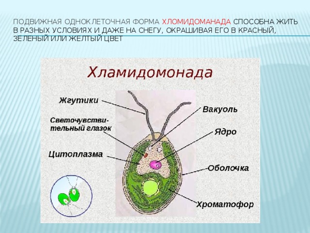 Подвижная одноклеточная форма хломидоманада способна жить в разных условиях и даже на снегу, окрашивая его в красный, зеленый или желтый цвет 