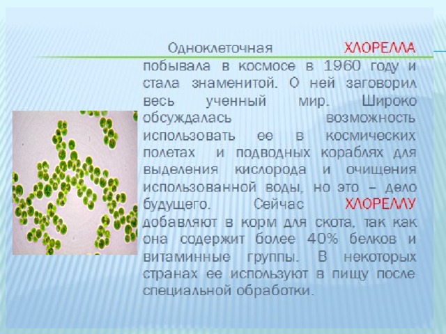 Однолеточная в  
