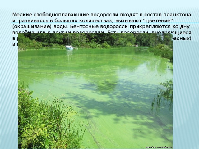Мелкие свободноплавающие водоросли входят в состав планктона и, развиваясь в больших количествах, вызывают 